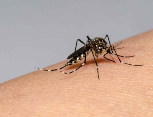 Dengue: síntomas y formas de prevenirlo