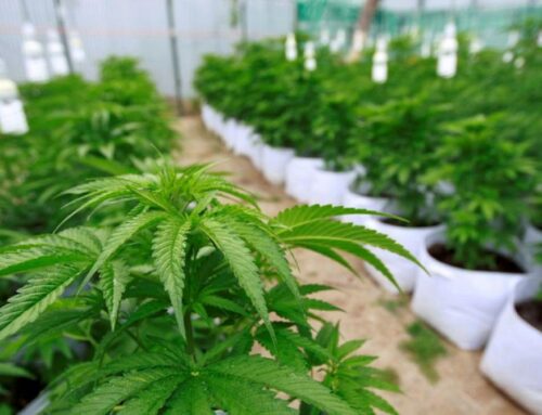 CanMe se convierte en la primera empresa argentina con certificación orgánica para cannabis medicinal