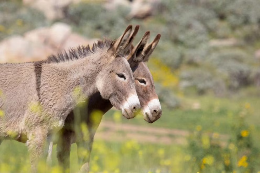 Par de burros en zona rural. En Trelew iniciaron un proyecto experimental de comercialización de carne equina, el primero en Argentina y la Patagonia.