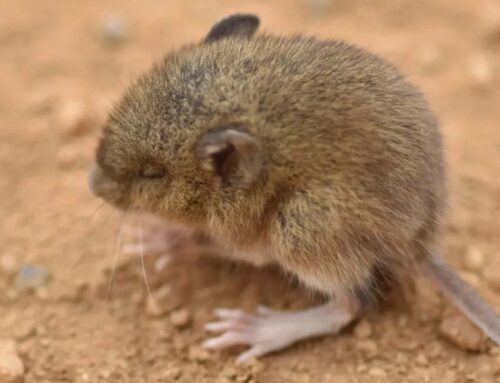 Hantavirus: qué es y cuál es la situación en San Juan